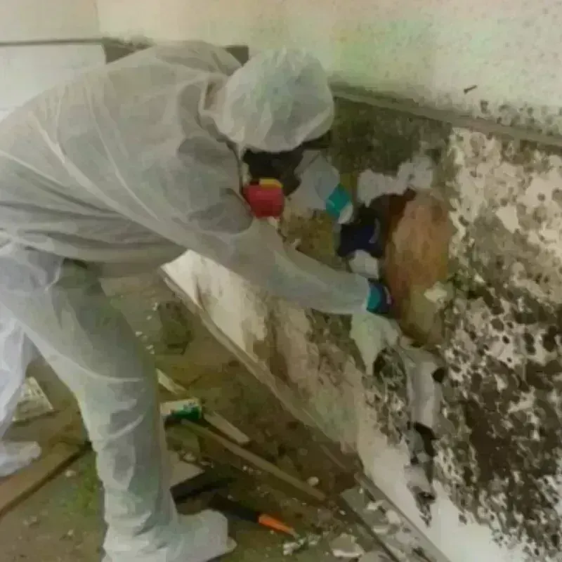 Mold Remediation and Removal in Juneau, AK